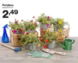 Portulaca