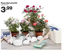In'S Mercato Rose colori assortiti offerta