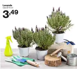 In'S Mercato Lavanda offerta