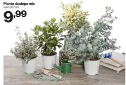 In'S Mercato Piante da siepe mix offerta