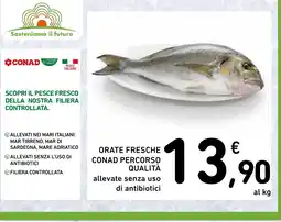 Spazio Conad Orate fresche conad percorso qualità allevate senza uso di antibiotici offerta