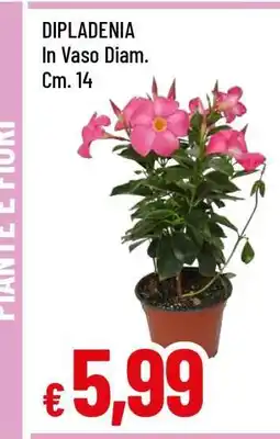 Famila DIPLADENIA offerta