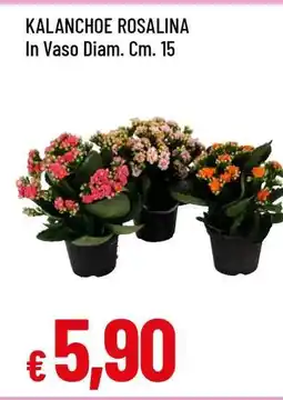 Famila Kalanchoe Rosalina offerta