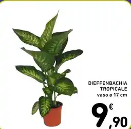 Spazio Conad Dieffenbachia tropicale vaso offerta