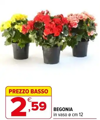 Iperal Begonia offerta