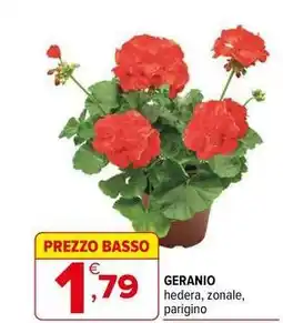 GERANIO hedera, zonale, parigino