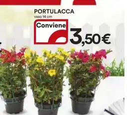Coop PORTULACCA offerta