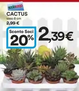 Coop Cactus offerta