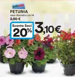 Coop Petunia offerta