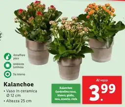 Lidl Kalanchoe offerta
