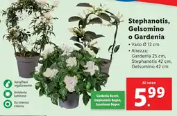 Lidl Stephanotis, Gelsomino o Gardenia offerta