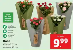 Lidl Rose offerta