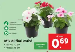 Lidl Mix di fiori estivi offerta