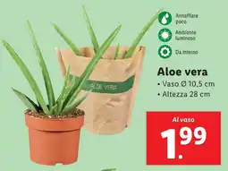Lidl Aloe vera offerta