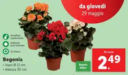 Lidl Begonia offerta