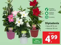 Lidl Dipladenia offerta