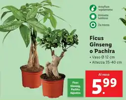 Lidl Ficus Ginseng o Pachira offerta