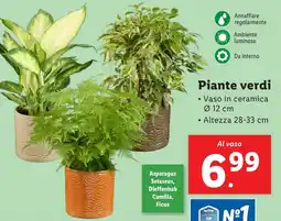 Lidl Piante verdi offerta