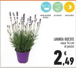 Conad LAVANDA HIDCOTE offerta
