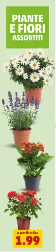 PENNY Piante e fiori assortiti offerta