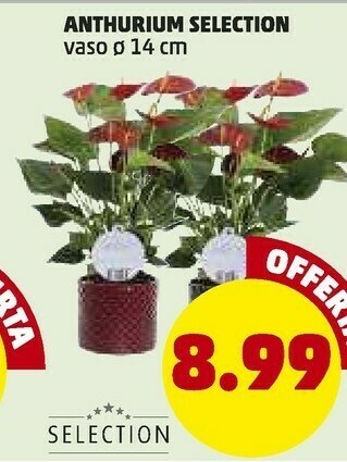 PENNY Anthurium selection offerta