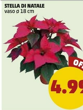PENNY Cavolfiore offerta