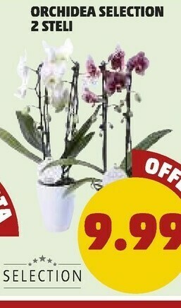 PENNY Orchidea selection offerta