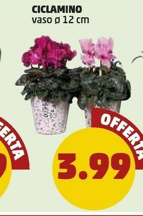 PENNY Piante offerta