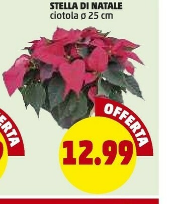 PENNY Stella di natale offerta