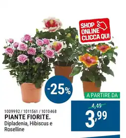 Cfadda Piante fiorite offerta