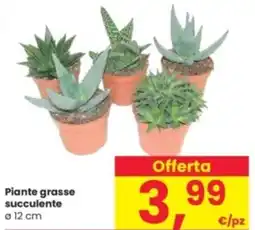 Interspar Piante grasse succulente offerta