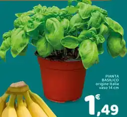 Conad Pianta basilico offerta