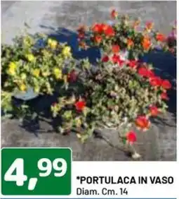 DPiù Portulaca in vaso offerta