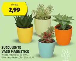 ALDI Succulente vaso magnetico offerta