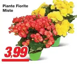 Prix Quality Piante Fiorite Miste offerta