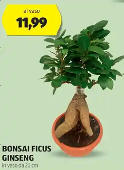 ALDI Bonsai ficus ginseng offerta