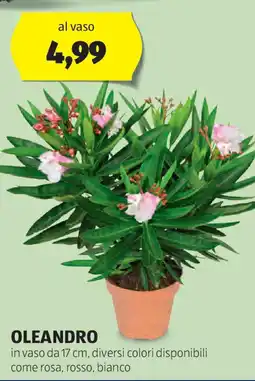 ALDI Oleandro offerta