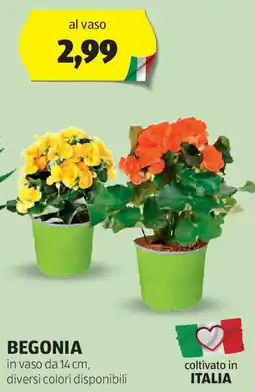 ALDI Begonia offerta