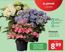 Lidl Ortensie offerta