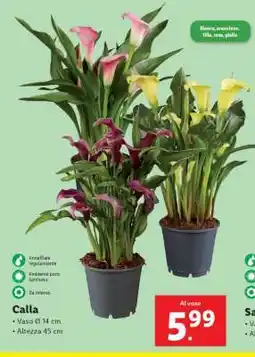 Lidl Calla offerta
