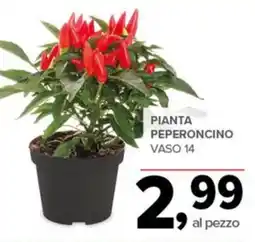 Todis Pianta peperoncino offerta