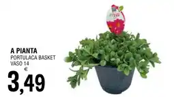 Al Discount A pianta portulaca basket offerta