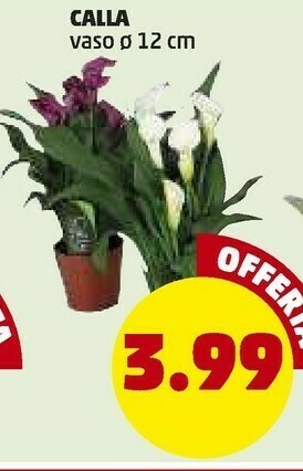 PENNY Noci offerta