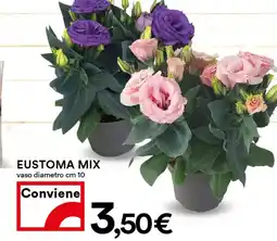 Coop Eustoma mix offerta