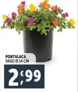 Portulaca