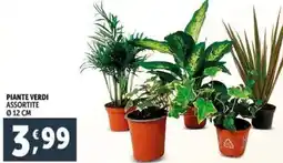 Deco Supermercati Piante verdi assortite offerta