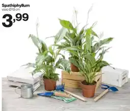 In'S Mercato Spathiphyllum offerta