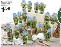 In'S Mercato Summerplants cactus mini offerta