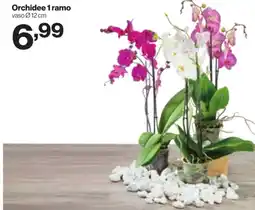 In'S Mercato Orchidee 1 ramo offerta