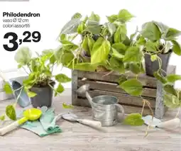 In'S Mercato Philodendron offerta